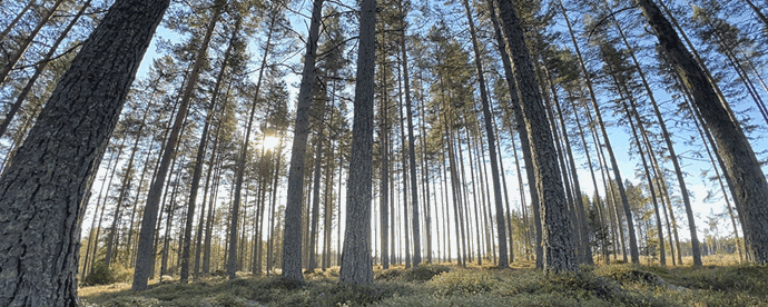 Svamp i skog