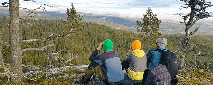 Svamp i skog