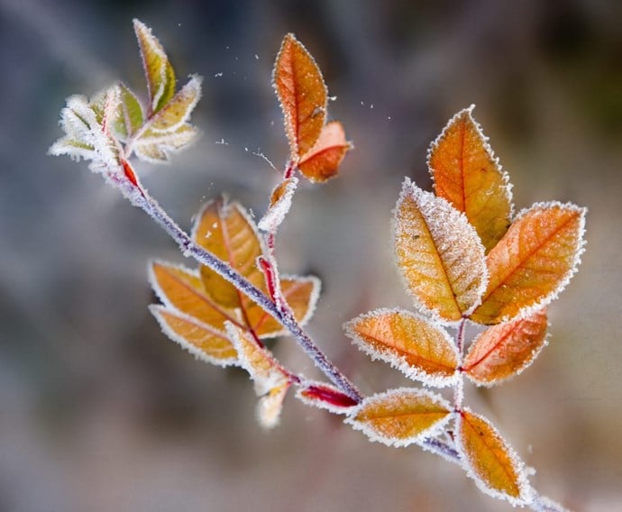 Bild på frostiga höstlöv